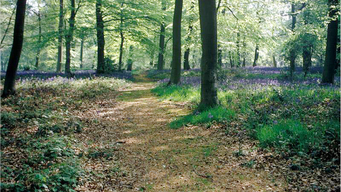 Pathway through mature woodland