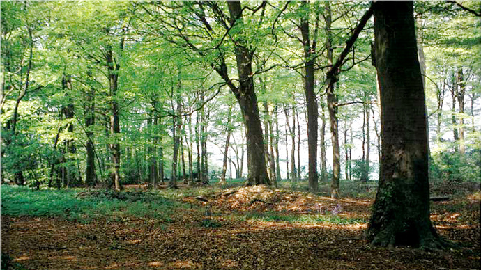 Small clearing in established, shaded woodland