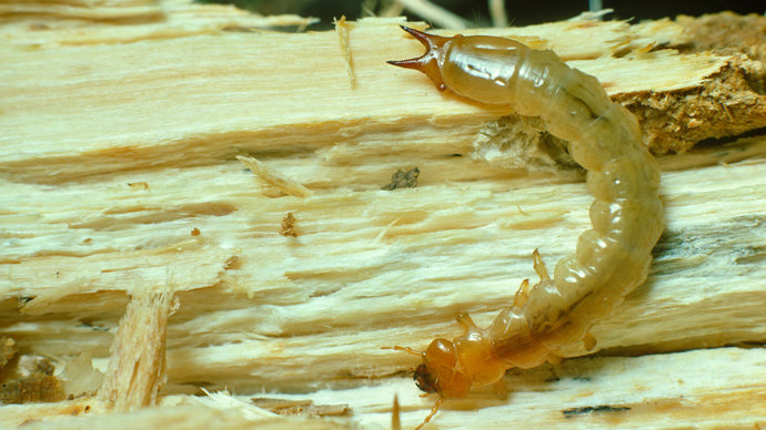 Red-headed cardinal beetle larvae on exposed bark