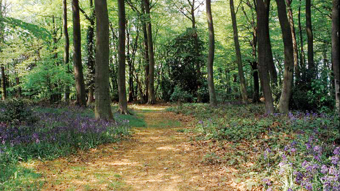 Bluebell lined pathway leading into shaded, dense woodland
