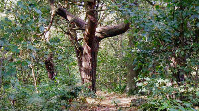 Gnarled, fascinatingly misshapen tree in woodland