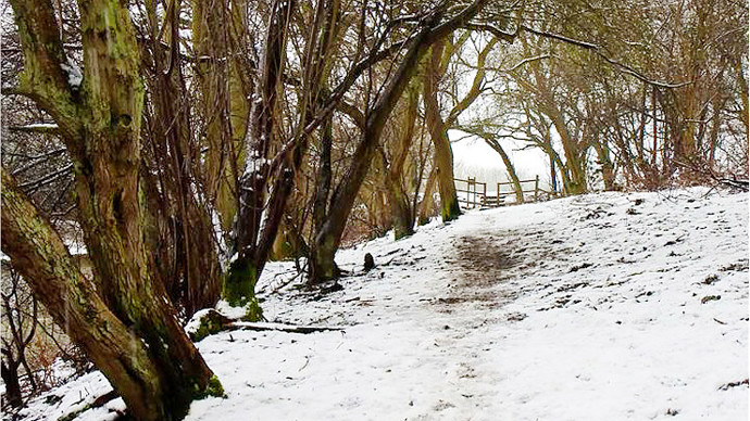 Snow covered small wood clearing