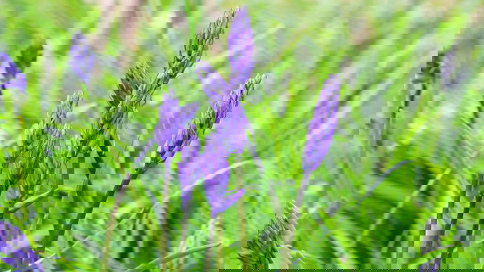 Close up of bluebell petals in lush green field