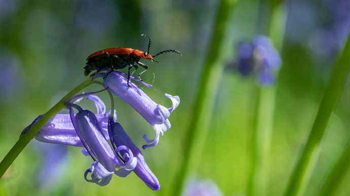 A red-headed cardinal beetle perched on a bluebell