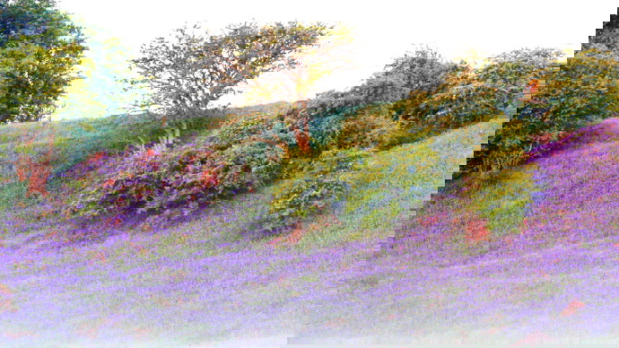 Bluebells on slope in early morning mist