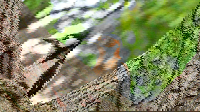 Close up of great spotted woodpecker on hawthorn tree