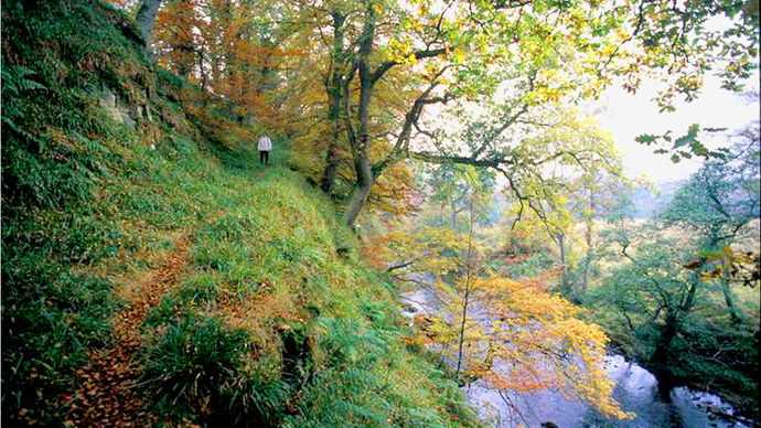 Autumnal trees overhanging slow-moving river, viewed from high embankment