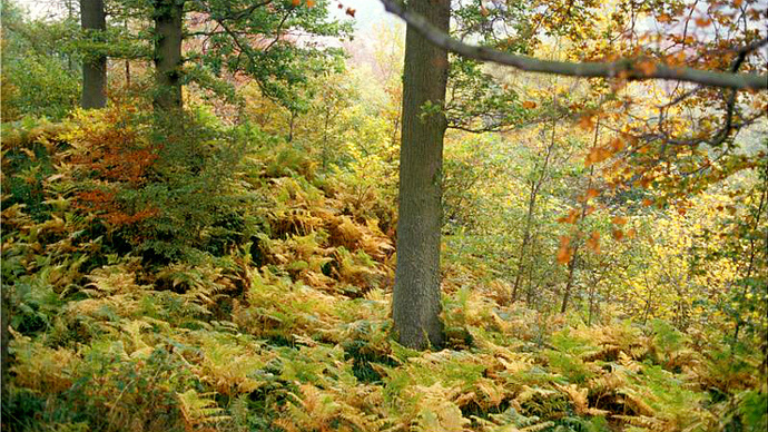 Autumnal mature trees in dense bracken undergrowth