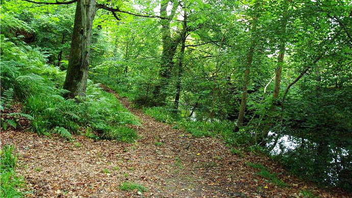 Riverside path through densely populated wood