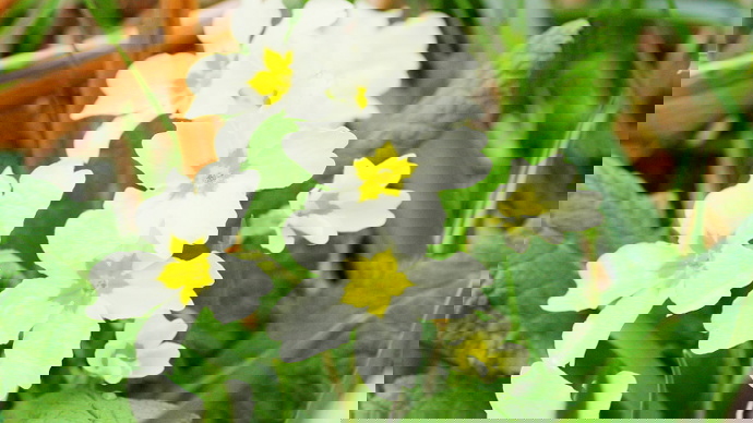 Close up of wild riverside primroses in bloom