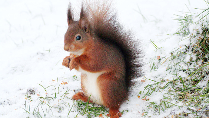 Red poses in snow while eating berry