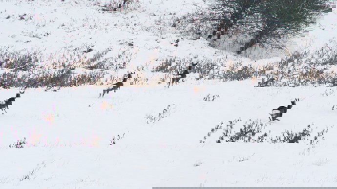 Four roe deer chasing each other in line in thick snow