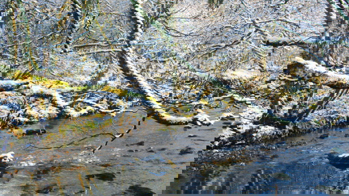 Slow moving river in winter, with overhanging snow-covered branches