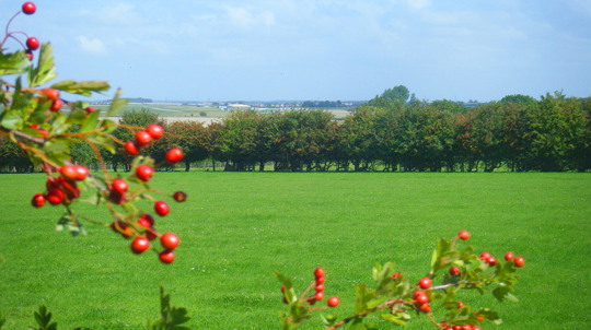 Lush green field in sunlight, hawthorn in foreground