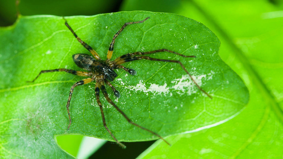 Buzzing spider resting on an oak leaf