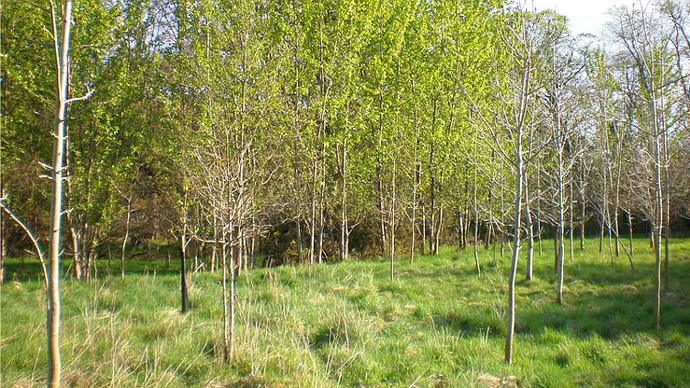 New woodland planting