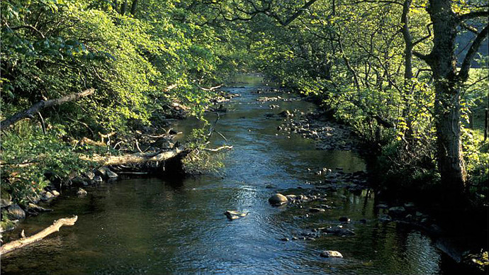 Slow river flowing through mature woodland