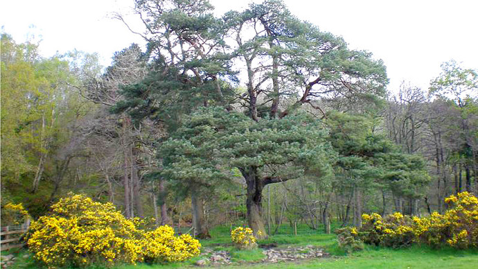 Established pine in bloom at edge of wood