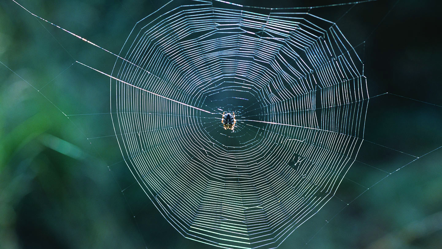 Why Spiders Make Webs - Woodland Trust - Woodland Trust