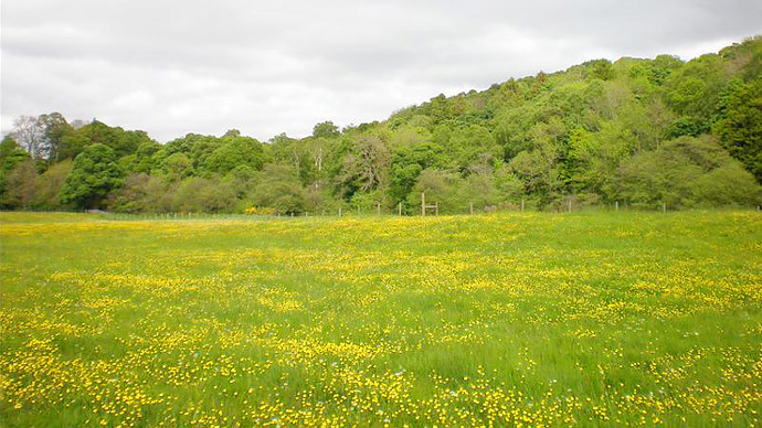 The cowslip-carpeted grazed meadow