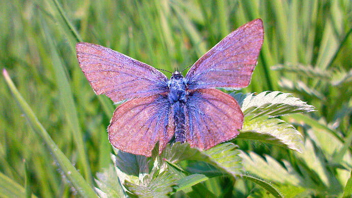 Close up of mauve butterfly on wild flower