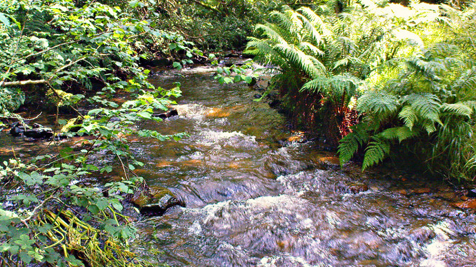 Narrow but fast moving river with overhanging vegetation on banks