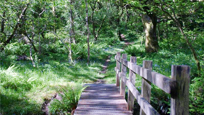Basic wooden bridge leading to ash- and beech-lined pathway