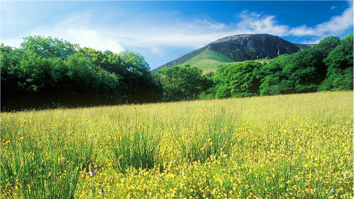 Southern meadow with abundant yellow rattle, oak and ash woodland on horizon
