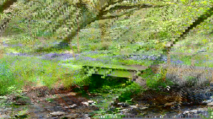 Basic wooden bridge over spring in densely bluebell populated woodland