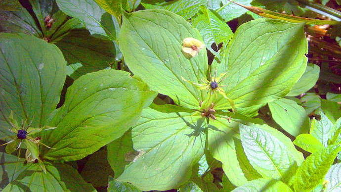 Close up of herb paris