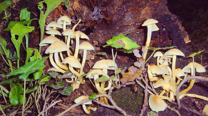 Close up of fungus growing on well rotten trunk