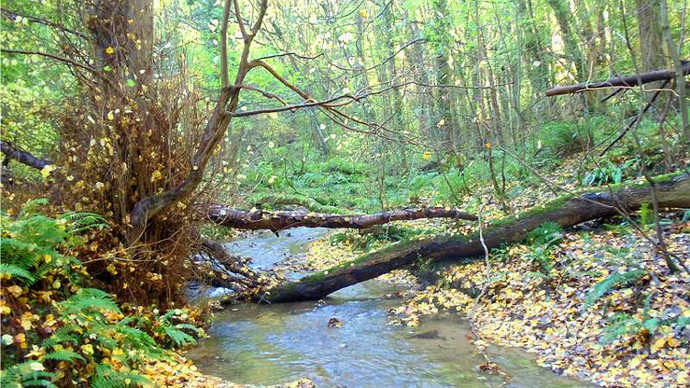 Two fallen trees straddling stream and leaf littered banks