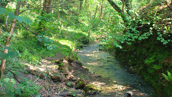 Narrow stream running through densely populated wood