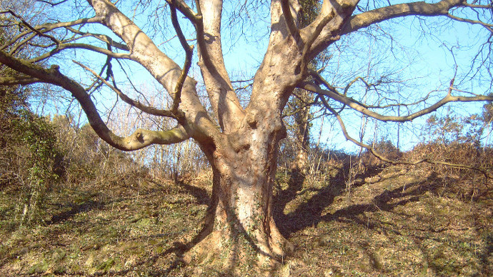 Ancient sycamore tree in autumn, blue sky backdrop