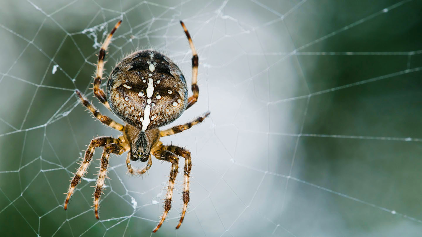 Garden Spider (Araneus diadematus) Woodland Trust