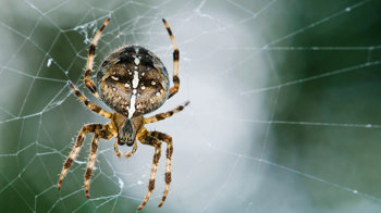 Close-up of a garden spider on its web