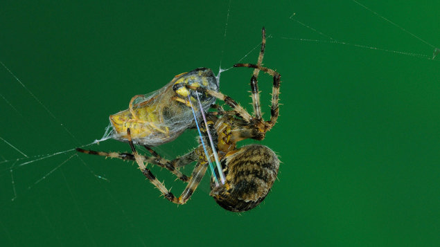Garden Spider Araneus Diadematus Woodland Trust