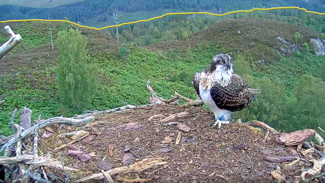Showing the location of Loch Arkaig in relation to the osprey cam nest