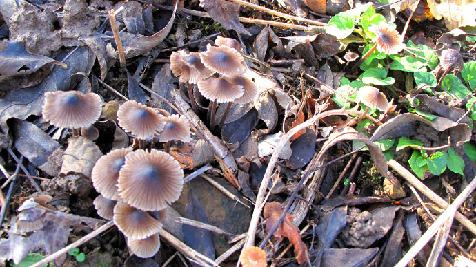 Fungi growing through leaf littered wood clearing