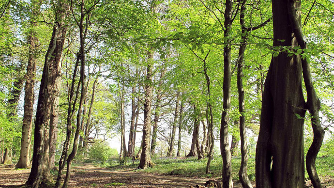 Lightly, established wood in summer, with bluebells carpeting the background