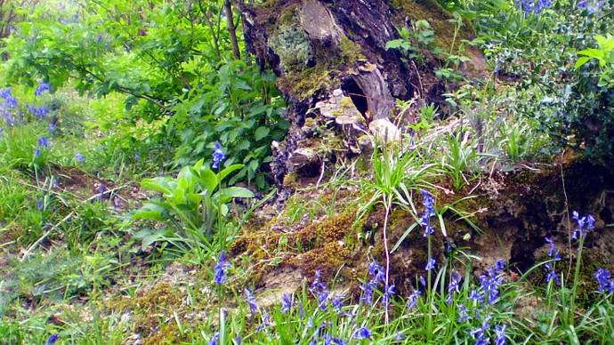 Vibrant bluebells circling base of established woodland