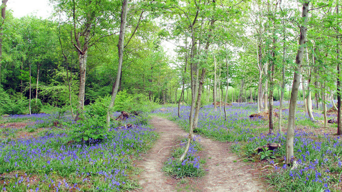 Pathway in lightly wooded clearing with bluebells growing either side