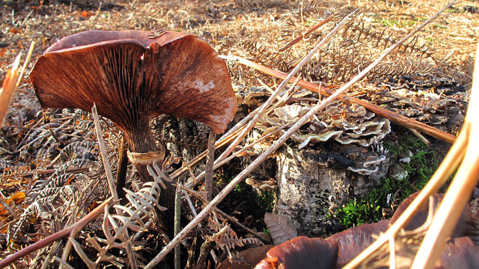 Close up of fungi, energetically growing through leaf littered floor