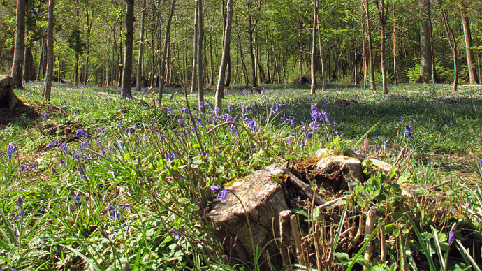 Cut trunk in forgeound with bluebell carpet in lightly wooded area in background