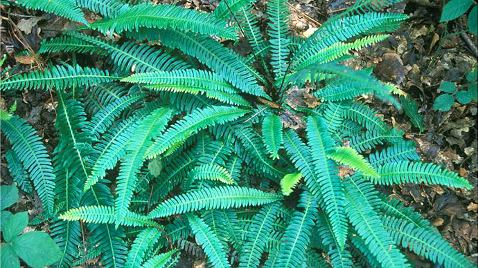 Close up of lush woodland ferns in full bloom
