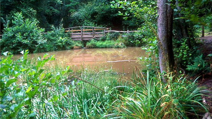 Looking through reeds across pond, wooden bridge in background