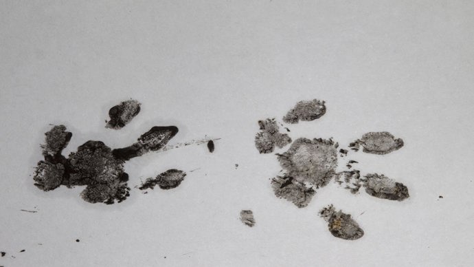 Two handprint-like hedgehog footprints in black ink on white paper