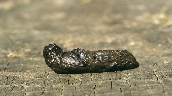 Hedgehog poo