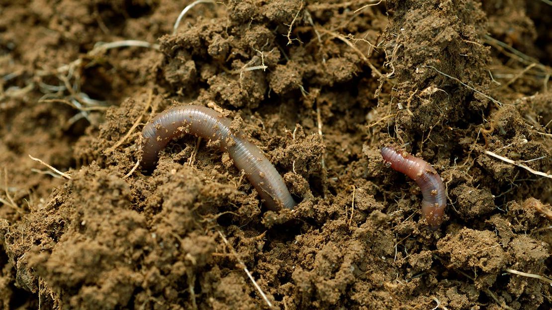 Earthworm in soil