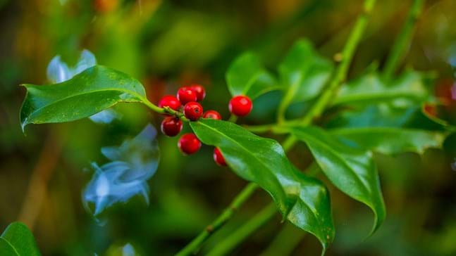 Holly Plant Care UK